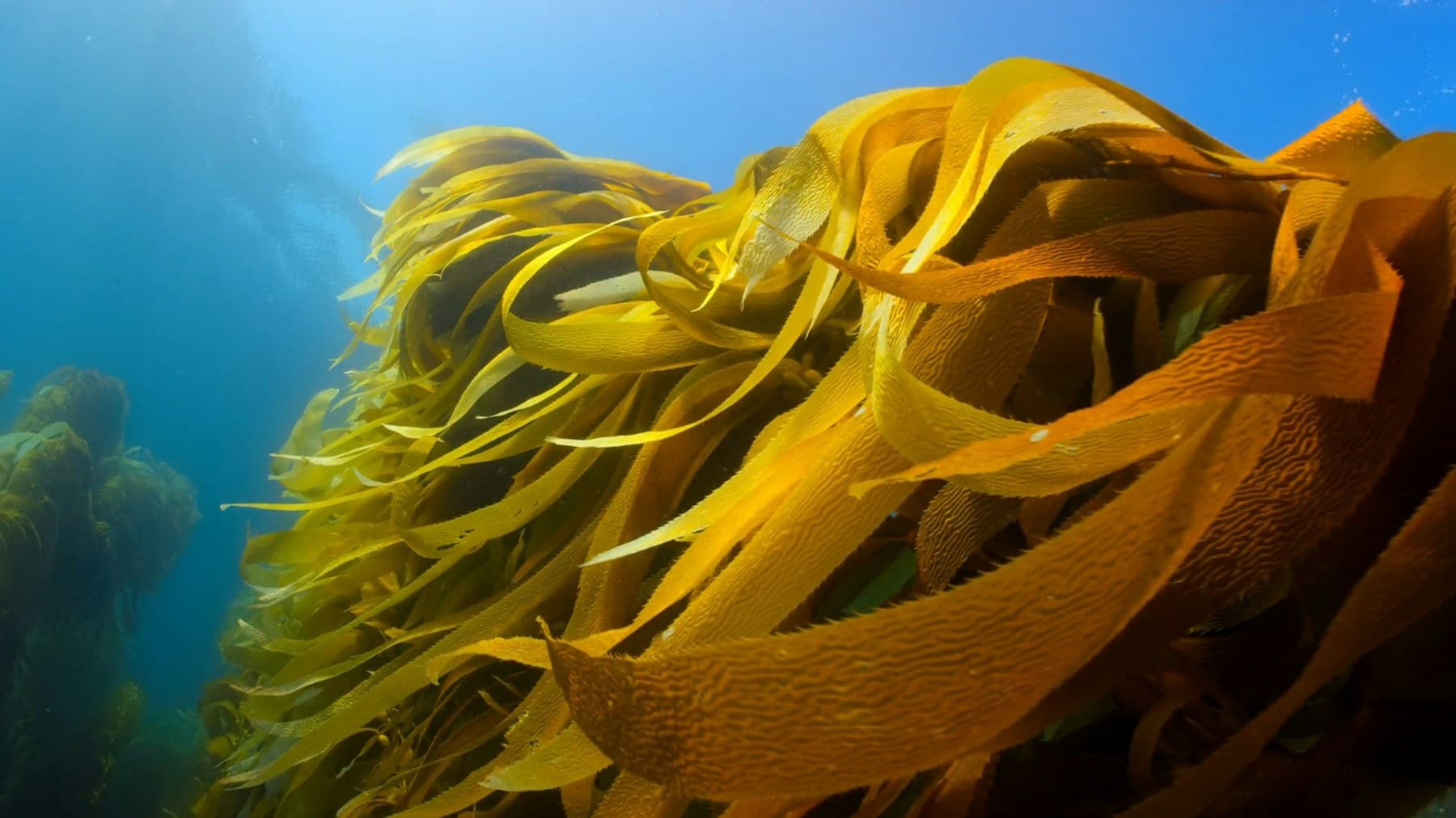 Seaweed floating underwater