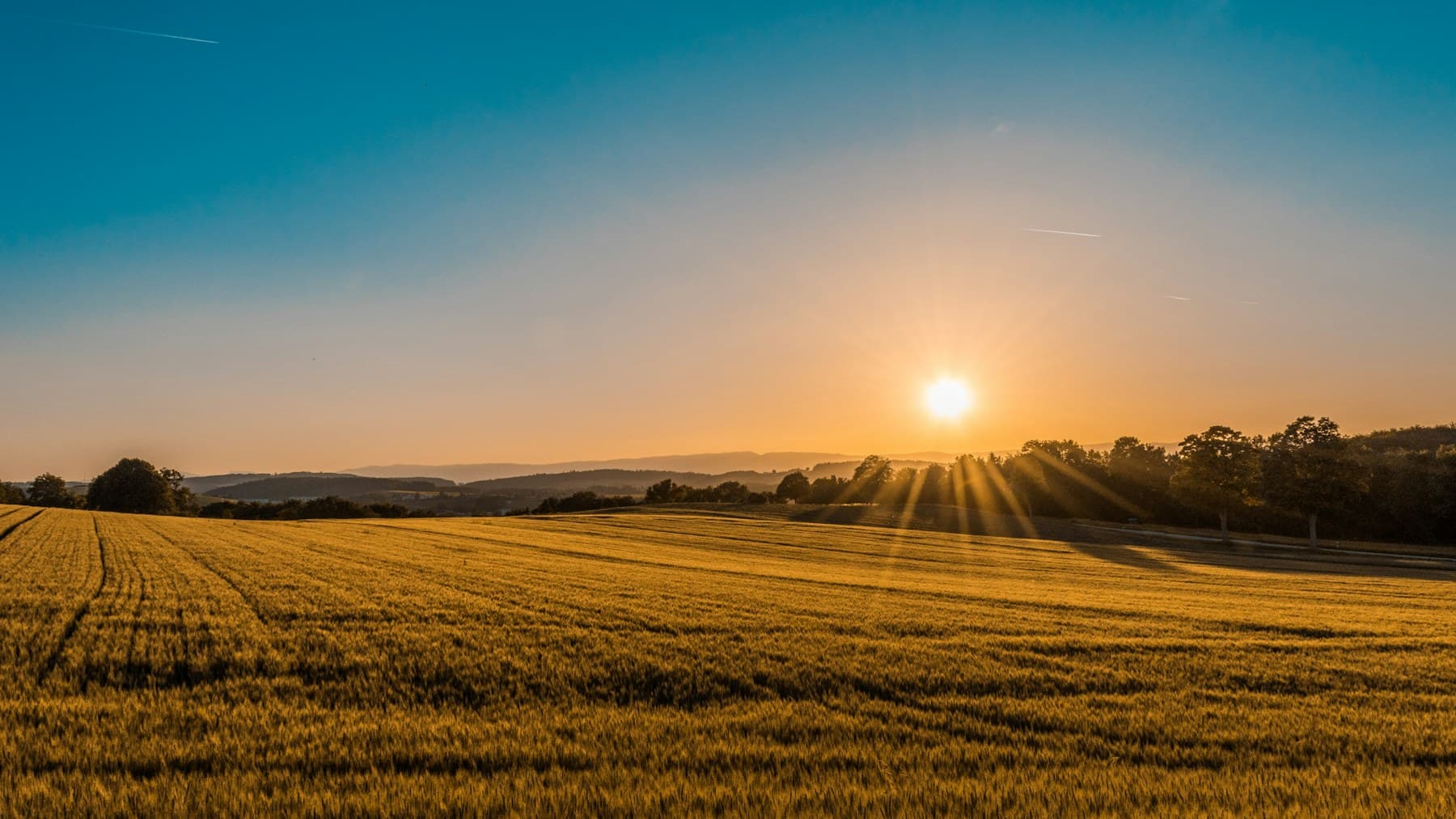 Sunset over a field of crops