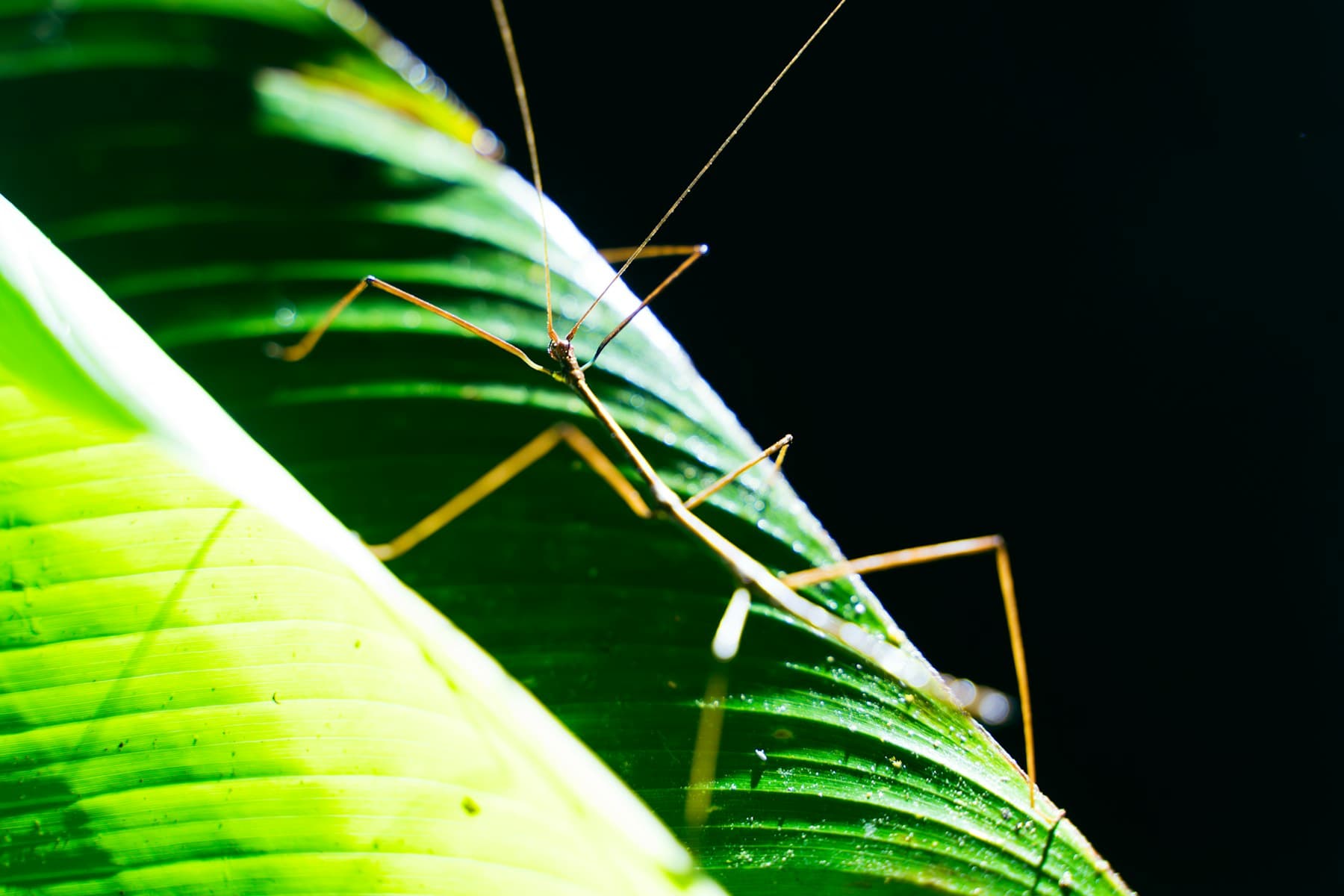 A grasshopper resting on a green leaf