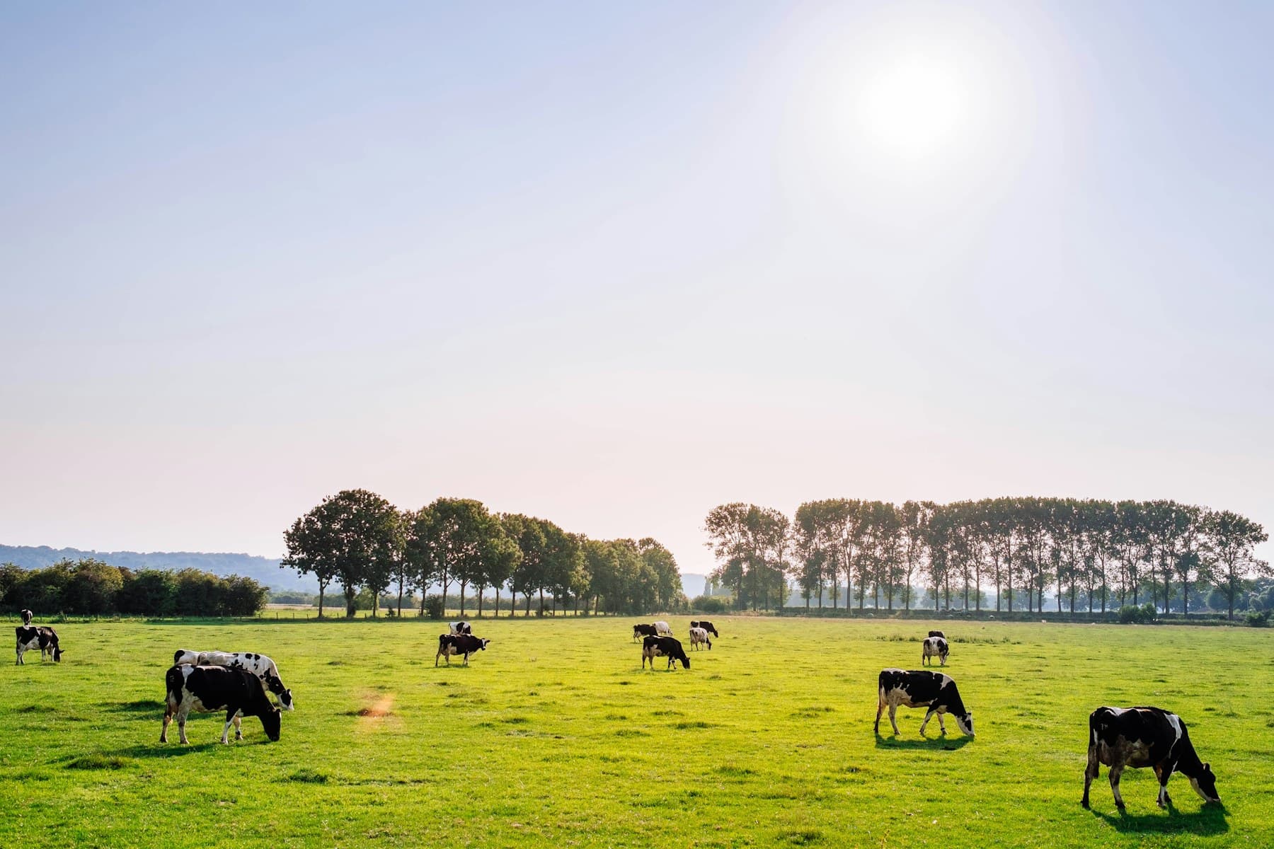 Cattle grazing in a green pasture